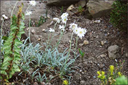 Helichrysum montelinasanum.